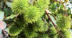 Laos-Vang-Vieng-Organic-Farm-1