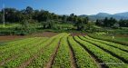 Laos-Vang-Vieng-Organic-Farm-2