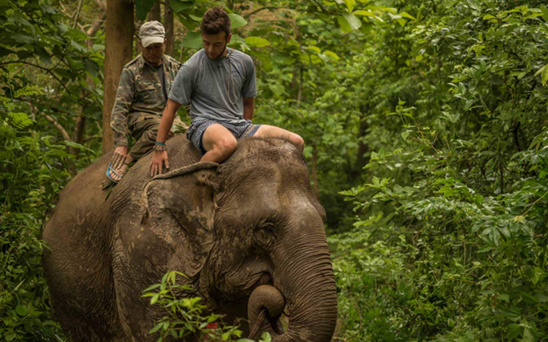 image elephants of laos