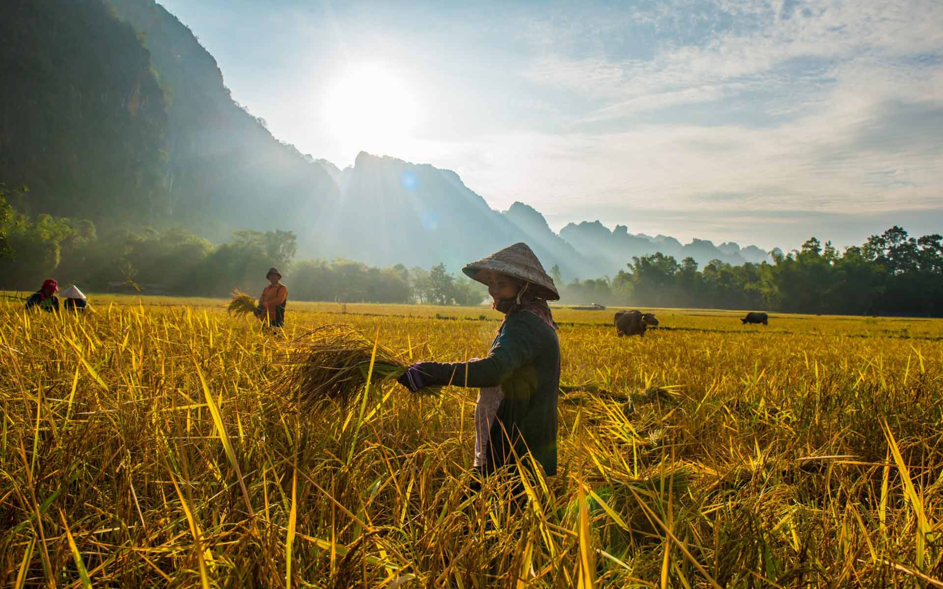 image of the rice harvest farmer in the Konglor village