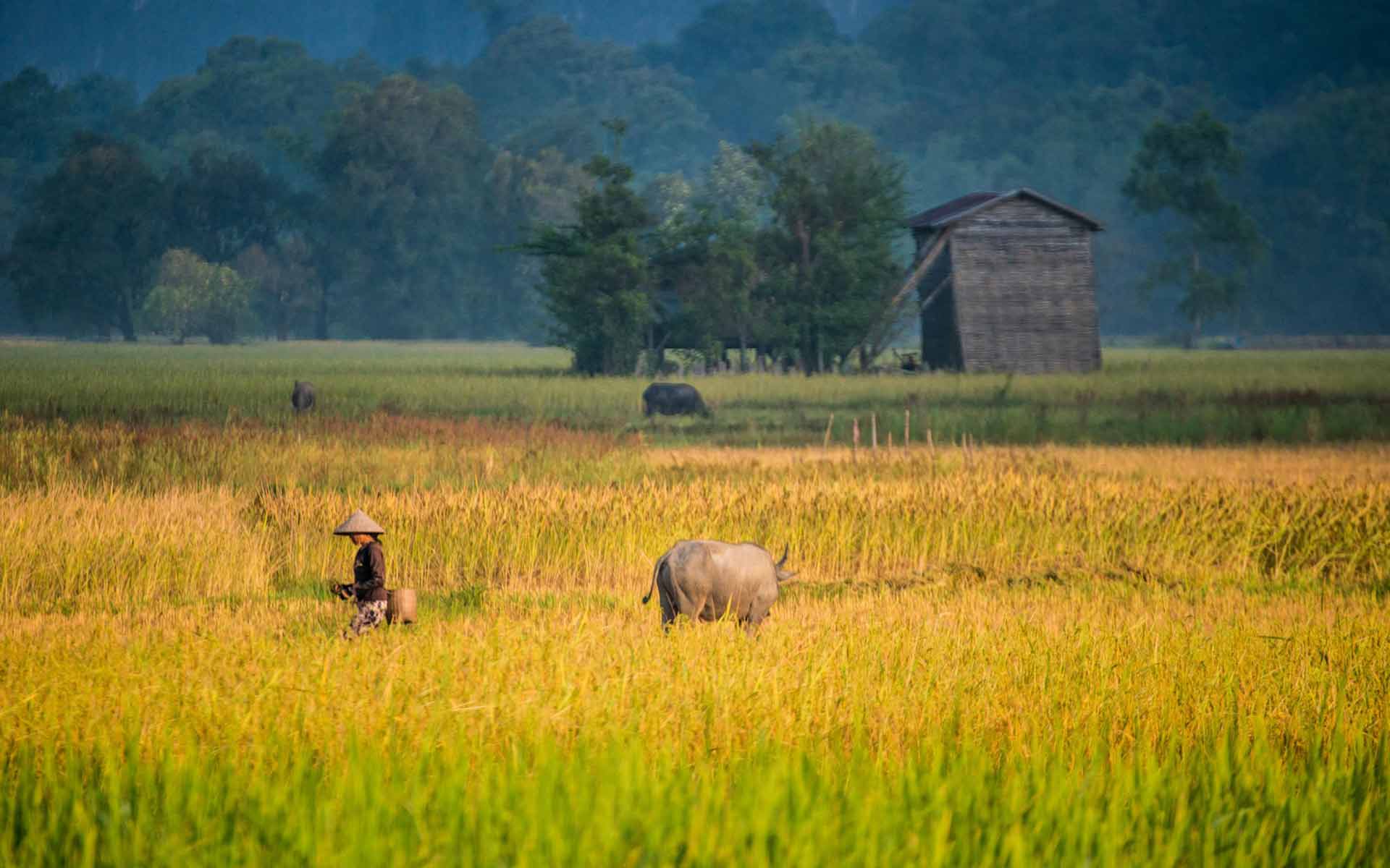 rice fields Konglor Village