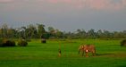 Laos-Ban-Kiet-Ngong-1