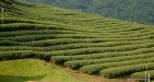 Thailand-Chiang-Khong-1