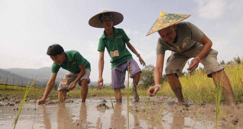 cultivate rice in luang prabang Laos Travel