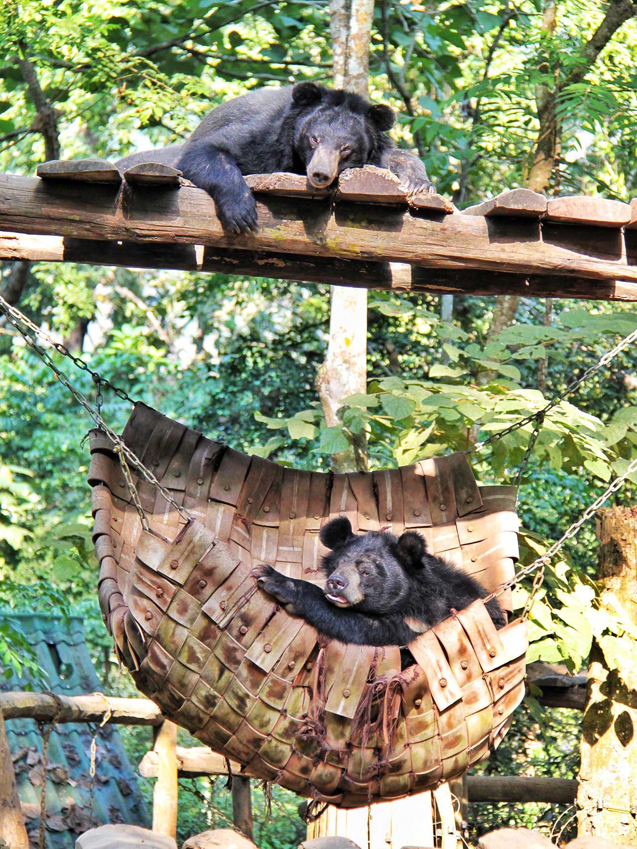 Tat Kuang Si Bear Rescue Centre