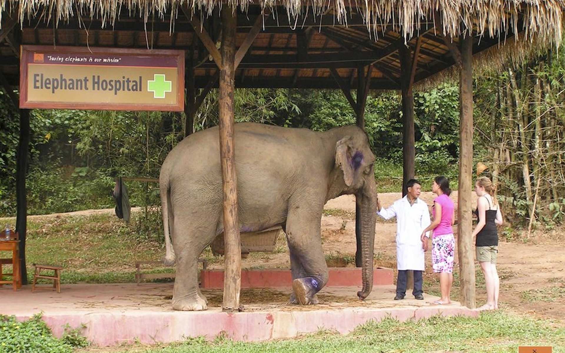 elephant hospital