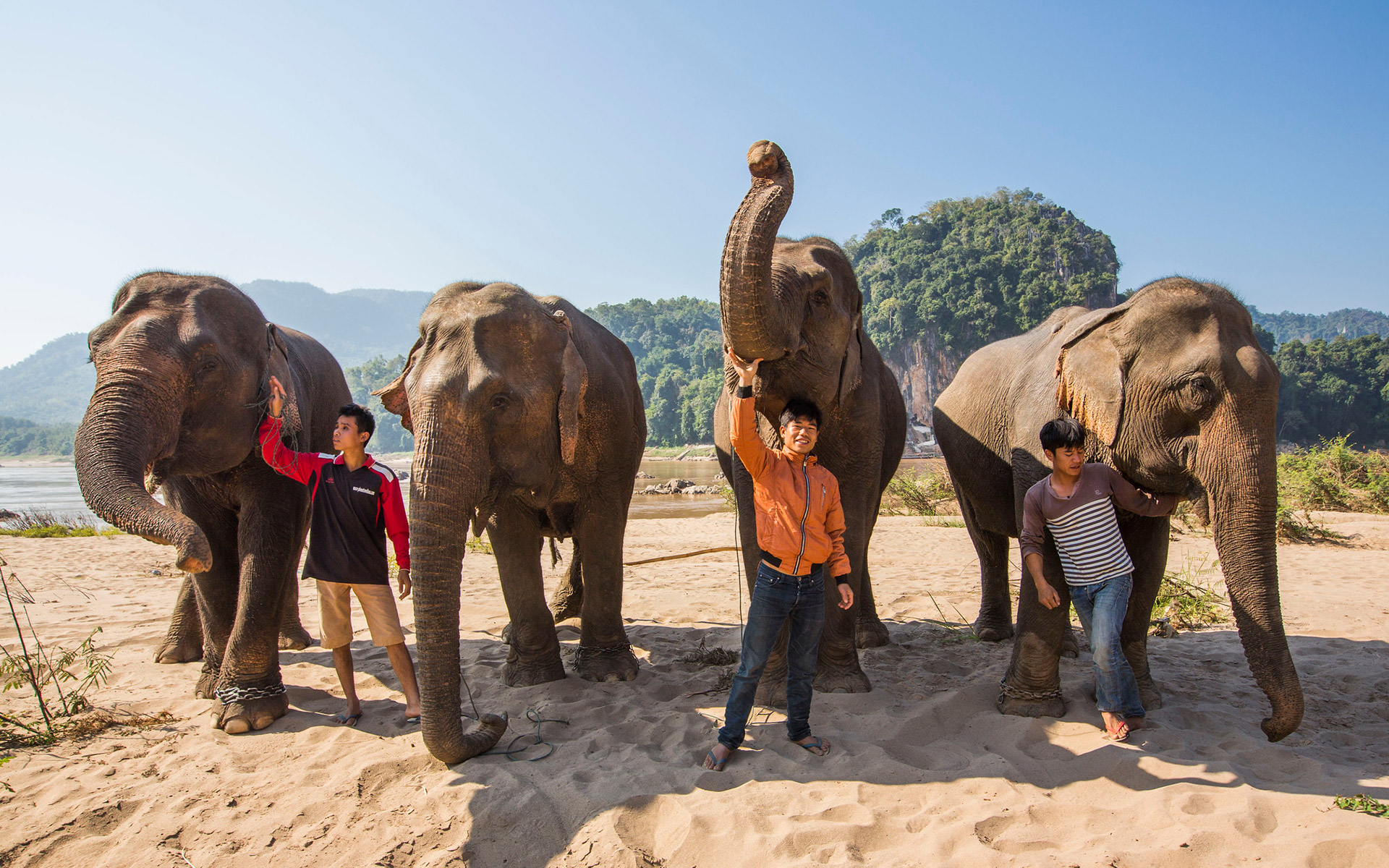 Elephants in Laos